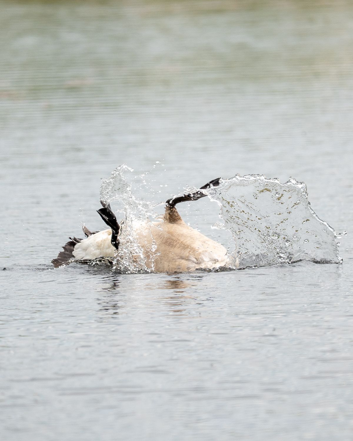 canada goose upside down taking a dip in a pond