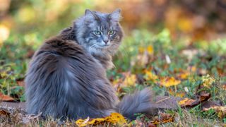 Cat outside in autumn leaves