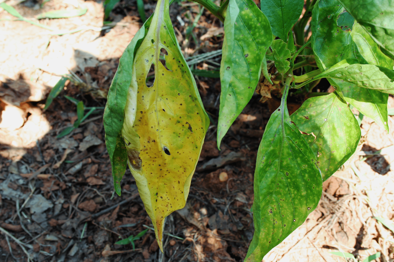 Pepper Plant With Yellowing Leaves