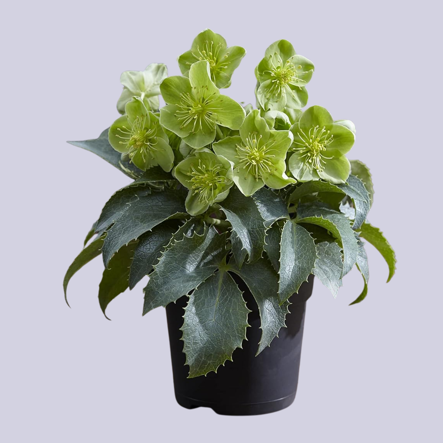 A green hellebore plant