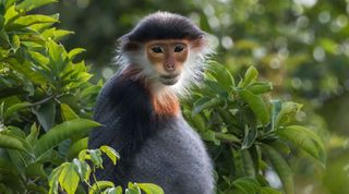 Monkey Mountain is home to the beautiful red-shanked douc langur. Image: Creative Commons CC0