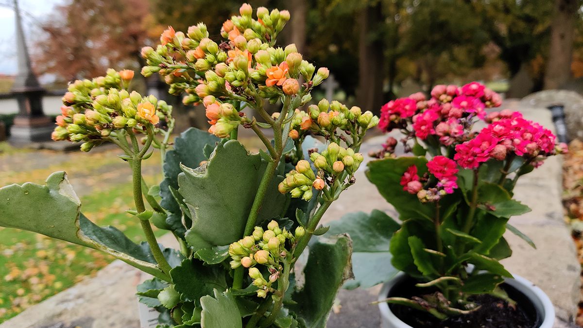 OnePlus 7T Pro camera samples