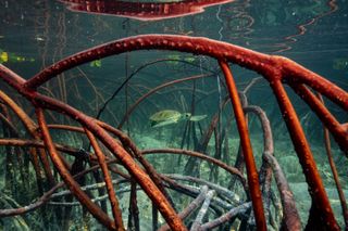 Framing a graceful turtle gliding through the mangroves in the Bahamas, Olivier Clement’s winning image is a reminder of the importance of the mangroves to the survival of many species