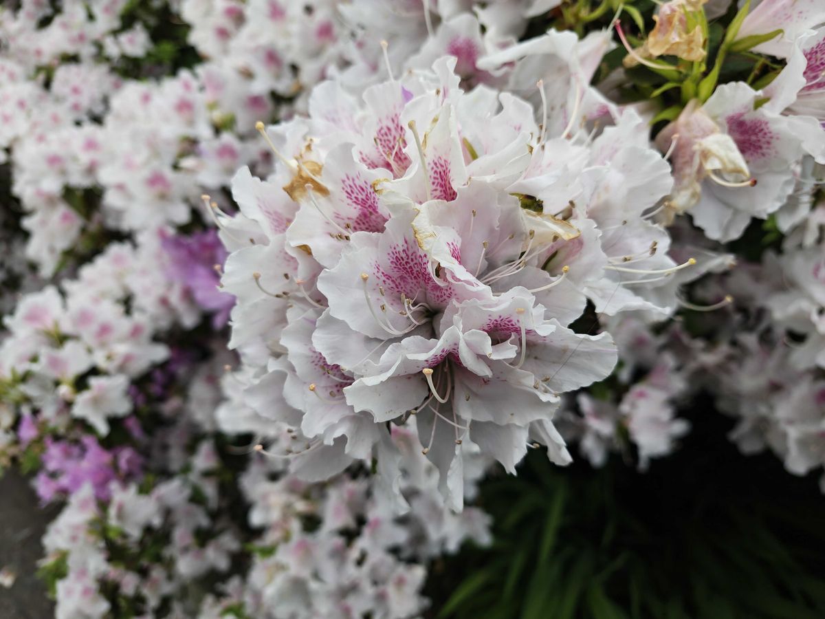 White and pink flowers