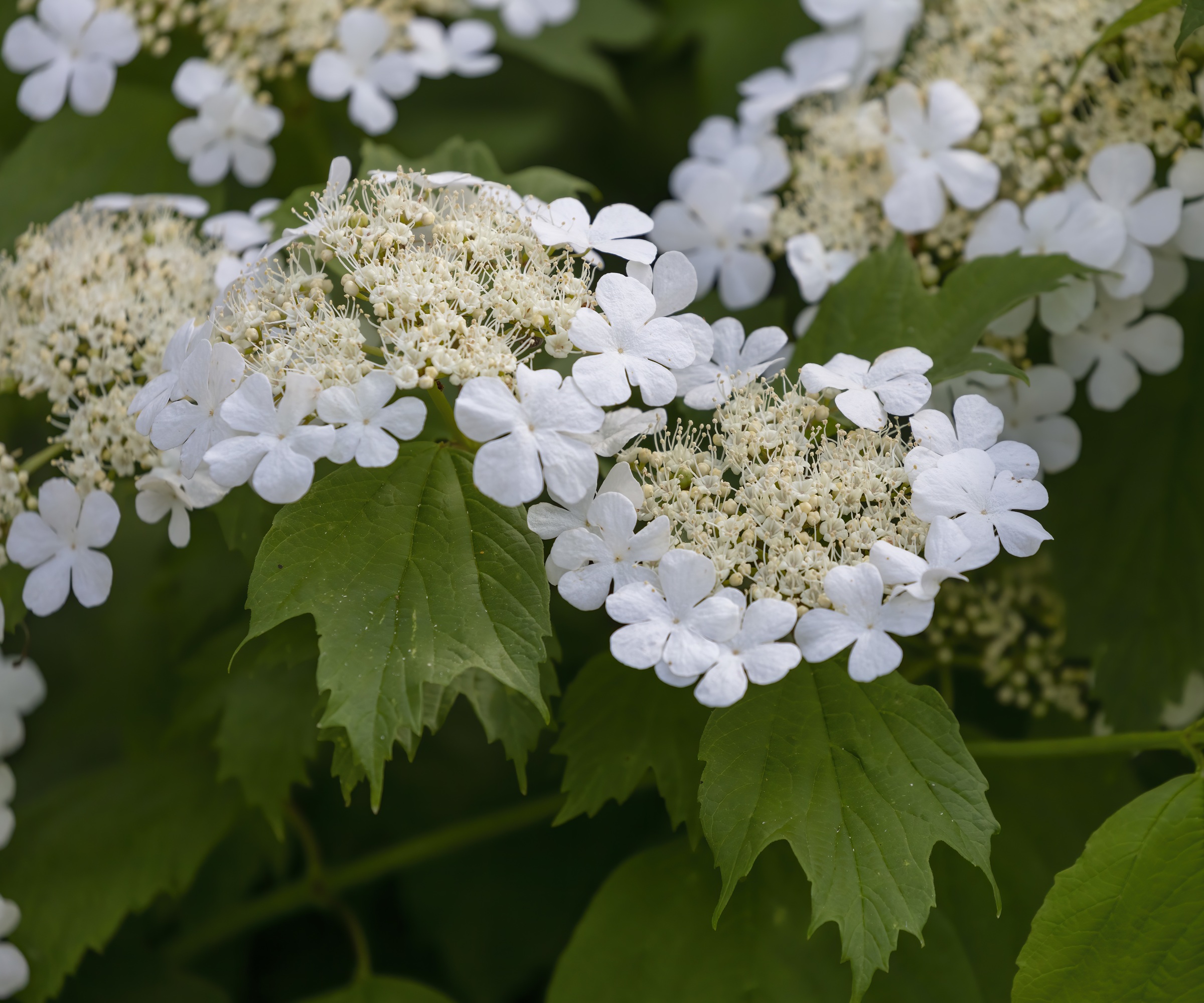Hydrangea Quericifolia or Oakleaf Hydrangea