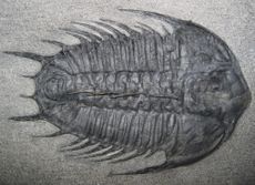 Trilobites were the dominant species during the Cambrian Period, 541 million to 485.4 million years ago.