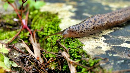 Leopard slug - aka super slug - in an english garden