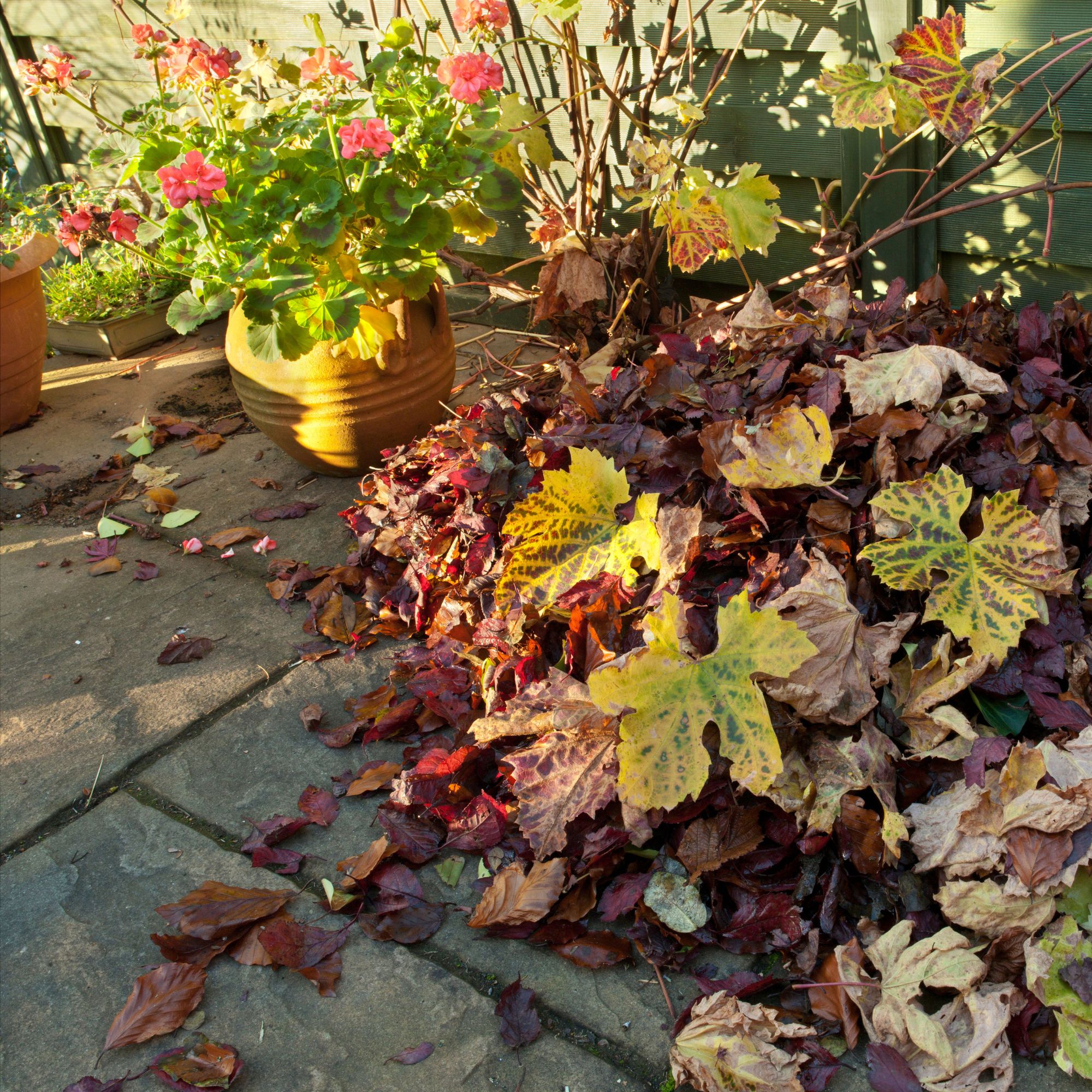 autumn garden with pile of leaves