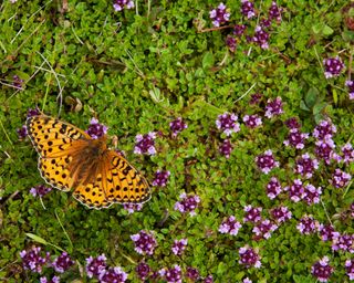 A butterfly on wild thyme