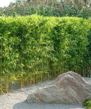bamboo planted as a privacy hedge in a garden