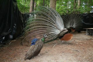 Male peacocks engage in a dramatic and colorful courtship display to attract female peahens' attention.