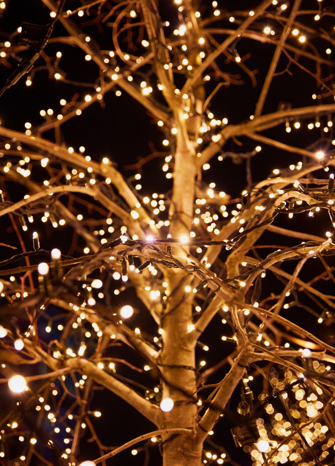 picture of fairy lights wrapped around tree in garden