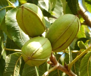 pecan nuts ripening in the fall