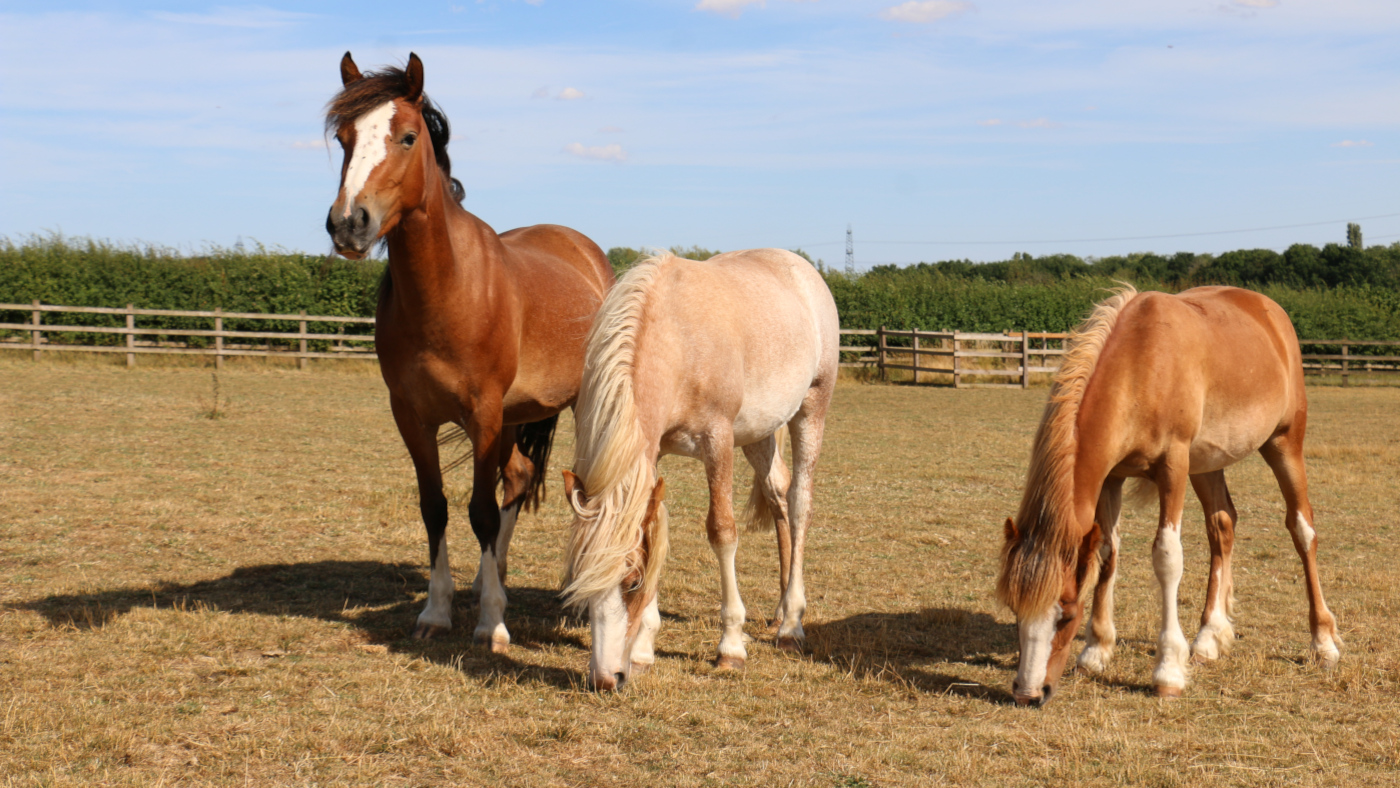 Bonnie-Tyler-and-Jones-at-Redwings-Hapton.jpg