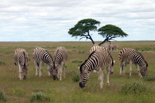 A herd of zebras grazing in Africa.