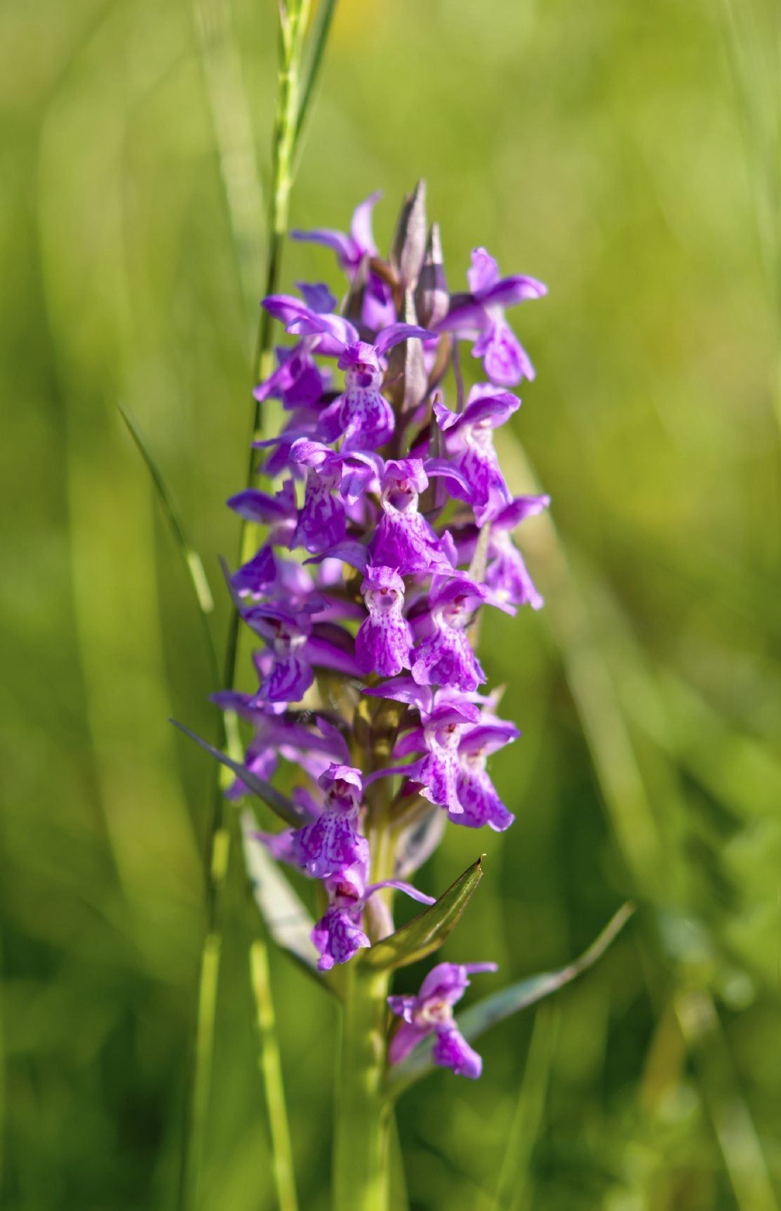 Purple Betony Plant