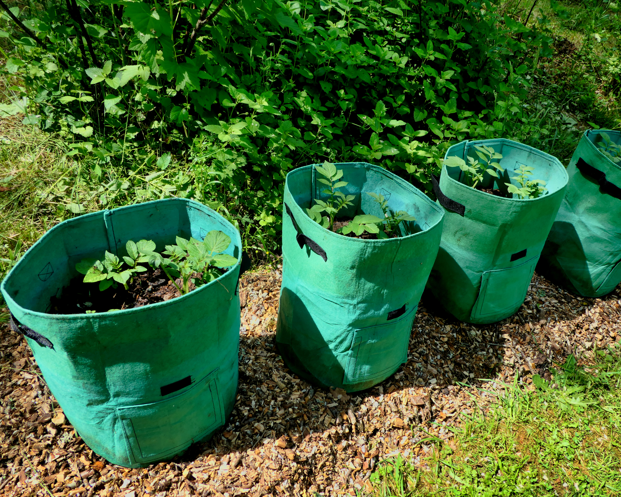 line of grow bags with potatoes