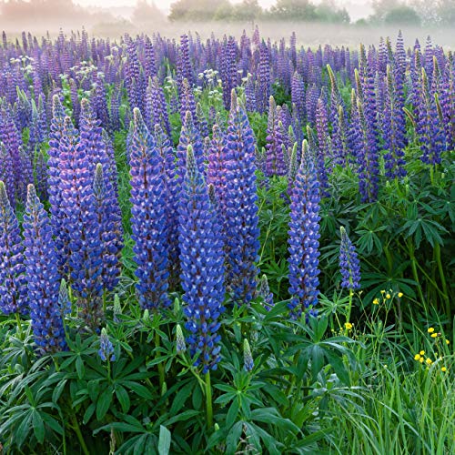 Outsidepride Wild Blue Perennial Lupine Seeds - 500 Pcs. Self-Sowing, Cold Hardy &amp;amp; Frost Tolerant Wildflower Seeds for Fall Planting, Ideal for Attracting Pollinators &amp;amp; Hummingbirds