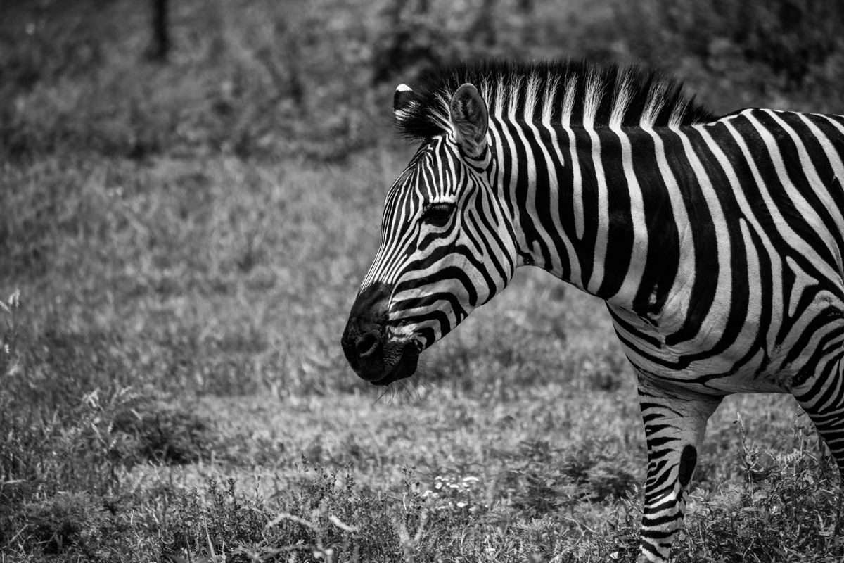GuruShots - Monochrome Moments Jan 26