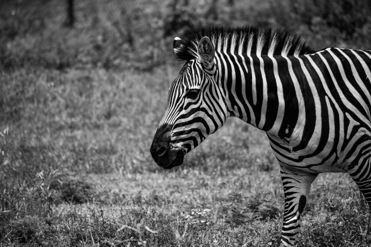 GuruShots - Monochrome Moments Jan 26