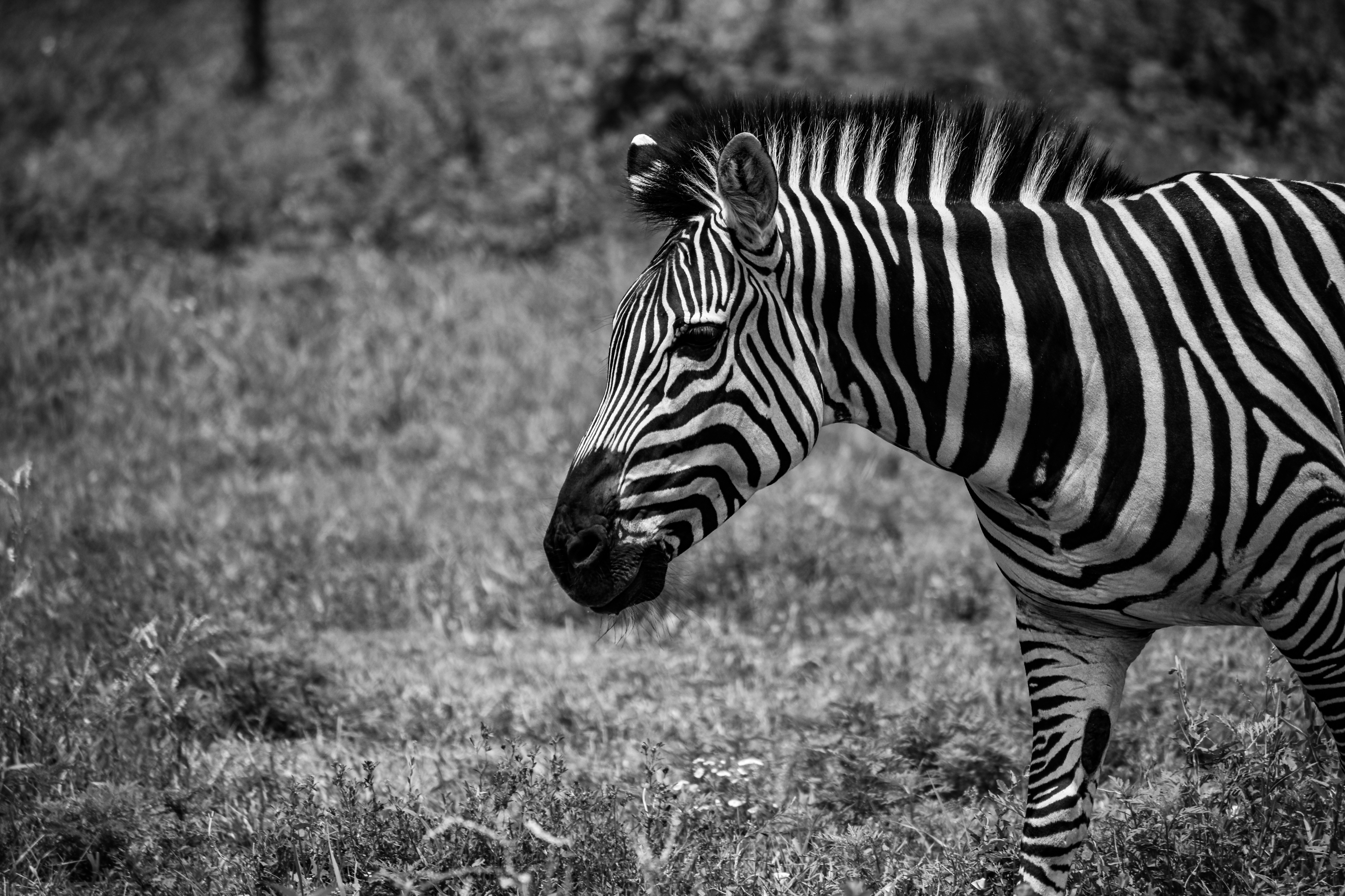 GuruShots - Monochrome Moments Jan 26