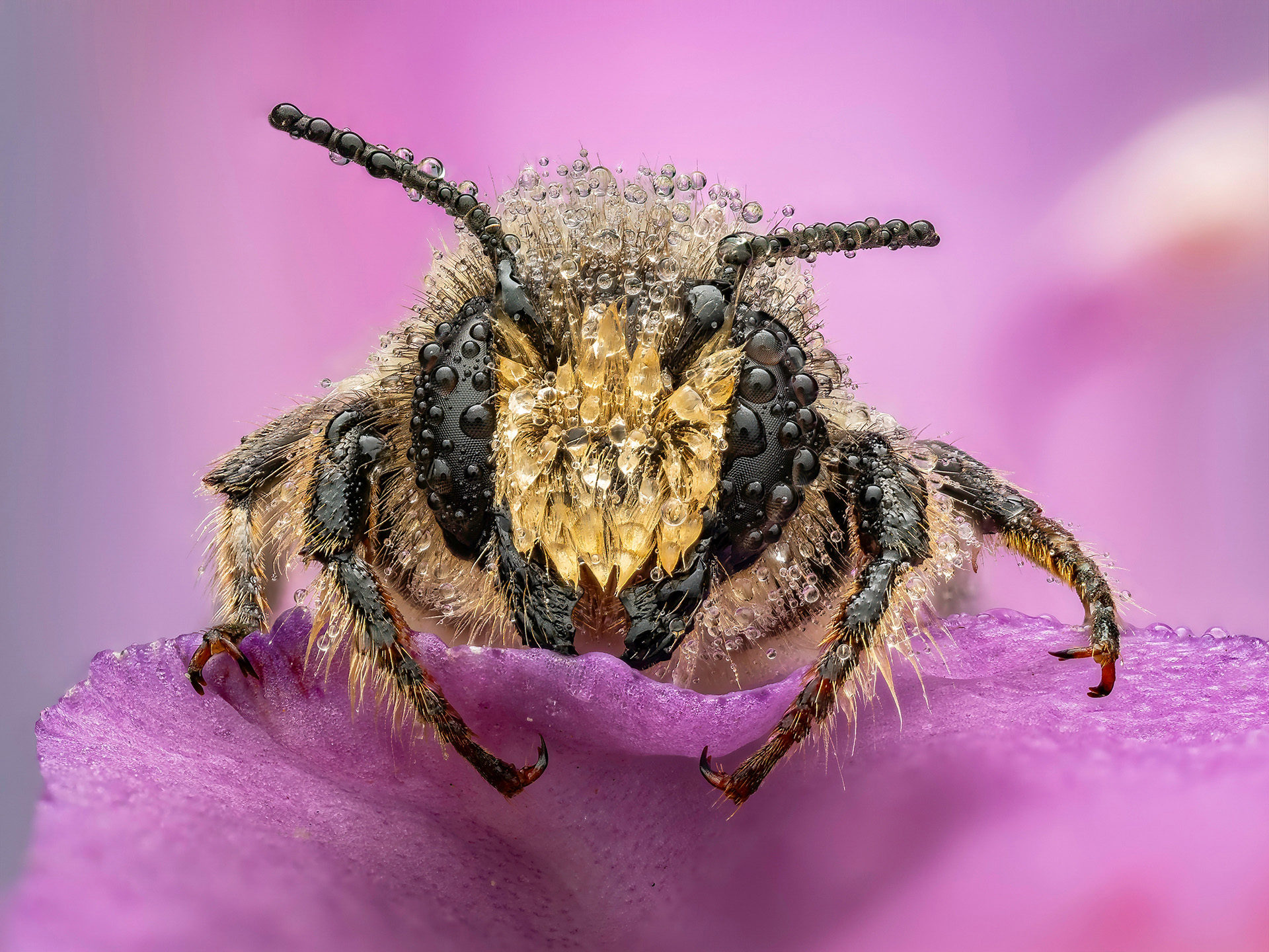 A close-up of a bee covered in water droplets, perched on a lilac petal against a soft pink background