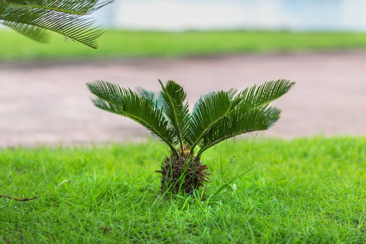 Sago Palm Seed Planted In The Grass