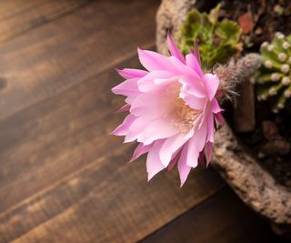 Easter Lily Cactus, Echinopsis subdenudata, Best flowering cactus