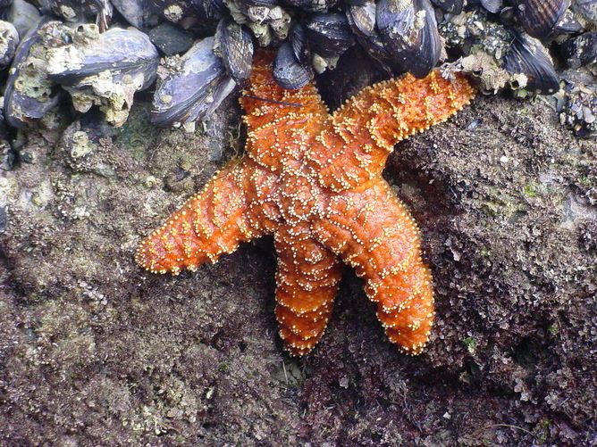 Ochre stars, starfish wasting syndrome