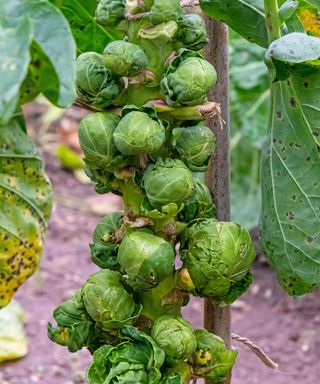 Brussels sprouts growing in the vegetable garden