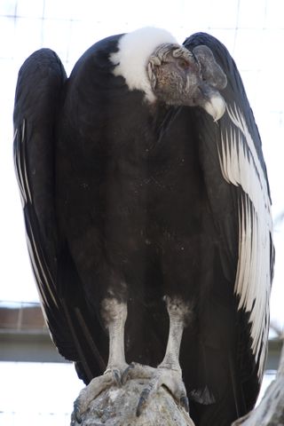 Andy D. is an Andean condor at Denver Zoo's Andean condor exhibit. The species is the largest raptor with a wingspan of up to 10.5 feet, making them the largest flying bird.