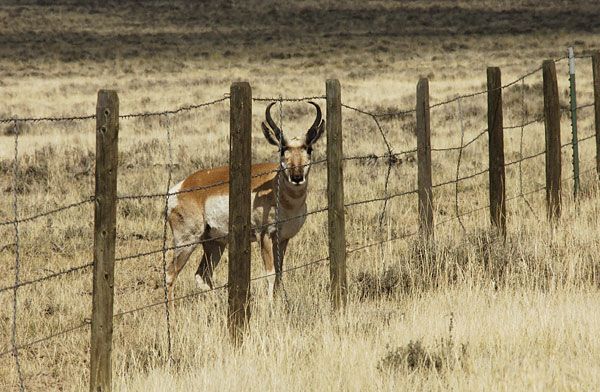 pronghorn-behind-fence-100924-02