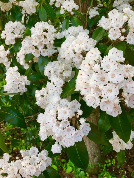 Mountain Laurel Bush