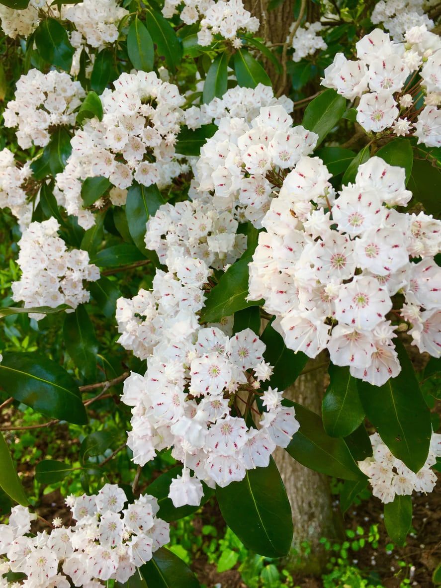 Mountain Laurel Bush