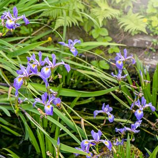 Purple irises in garden