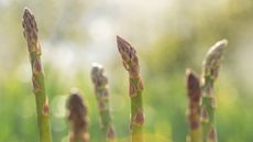 A selection of developing asparagus spears growing in a vegetable garden