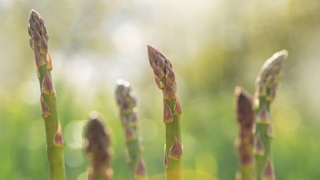 A selection of developing asparagus spears growing in a vegetable garden