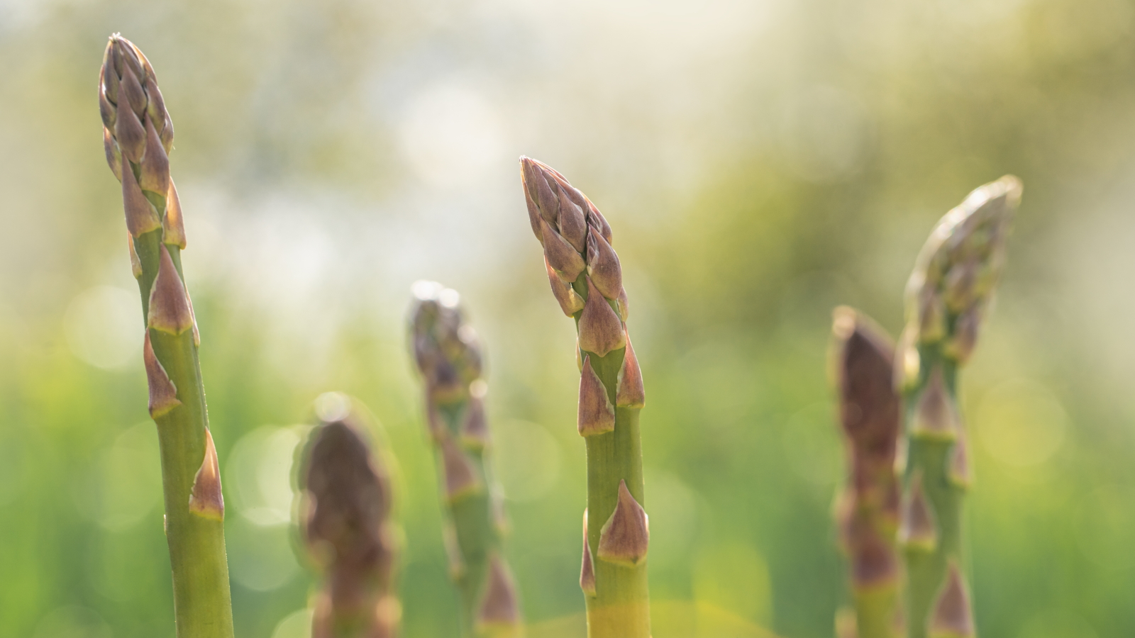 A selection of developing asparagus spears growing in a vegetable garden