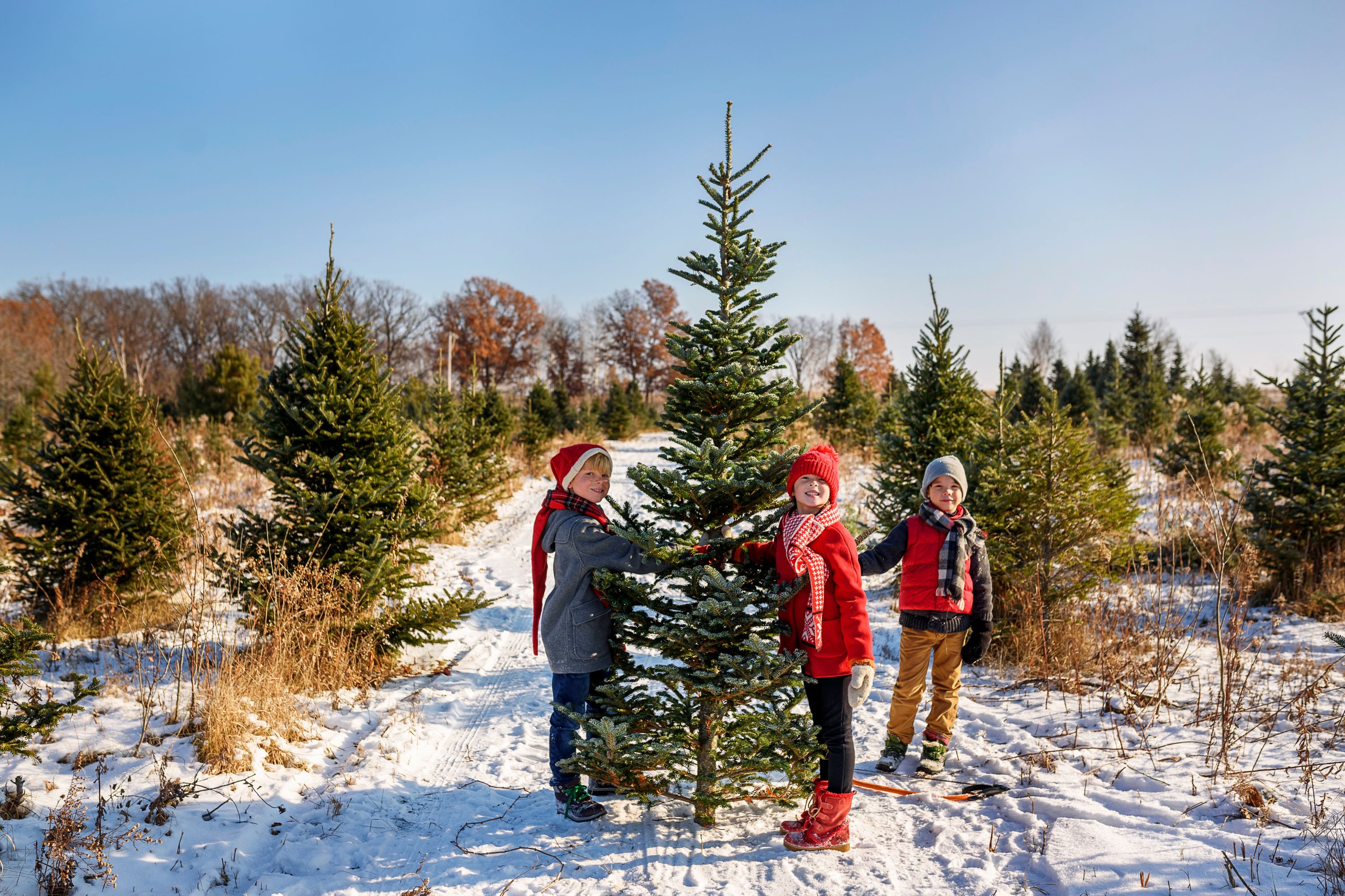 19 best Christmas tree farm locations in the UK for a festive family ...