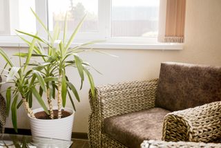 A living room with a cane sofa and a Dracaena Janet Craig plant