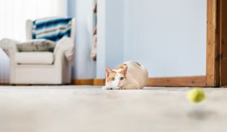 Great games to play with cats: Cat stalking thrown ball