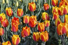 Field Of Fosteriana Tulips