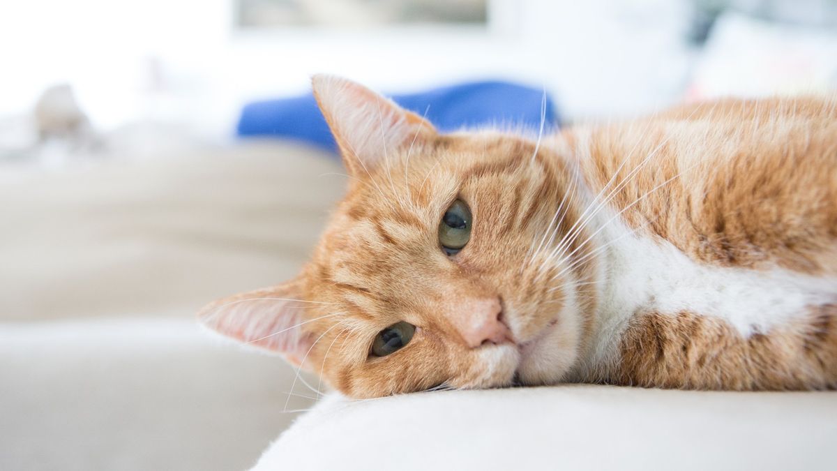 Sainsbury's And Pets At Home Recall Cat Food After Cats Die 