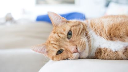Sainsbury's and Pets at Home have issued an urged recall of select cat food products in response to a surge of feline deaths/ Maria Fedotova