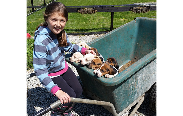 5 Cury puppies
