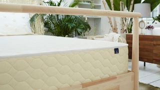 Saatva vs WinkBeds: The WinkBeds EcoCloud mattress shown on a bleached wooden bed frame and surrounded by tall, green houseplants