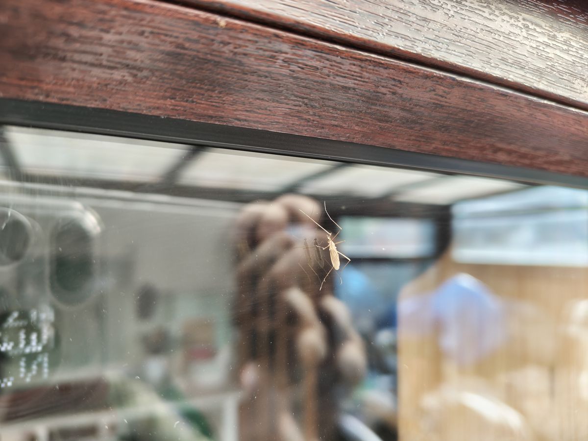 pixel 10 vs nothing phone 4a pro shootout macro
