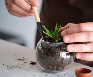 A man filling a vase with soil and a houseplant