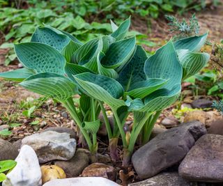 Blue angel hosta