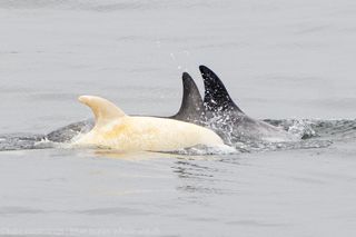 The albino dolphin is likely about 3 years old, according to Kate Cummings, co-owner of Blue Ocean Whale Watch.